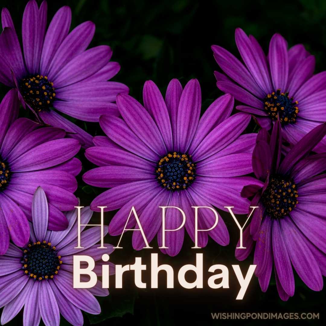Close-up image of African daisies flower on dark background. Happy Birthday Purple Flower Images